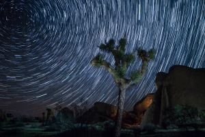 Joshua_Tree_Night_Star_Trails_Light