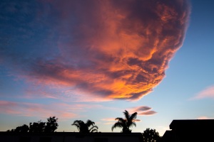 17-ANYE-Santa-Barbara-CA-cloud-palm