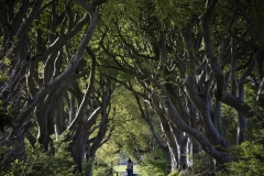 ALEX_NYE_Ireland-023_Landscape_Northern_Dark_Hedges
