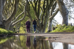 ALEX_NYE_Ireland-025_Landscape_Northern_Dark_Hedges_Reflection