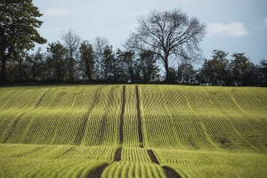 ALEX_NYE_Ireland-026_Landscape_Northern_Hop_Field