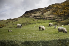 ALEX_NYE_Ireland-027_Landscape_Northern_Sheep