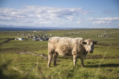ALEX_NYE_Ireland-028_Landscape_Northern_Cow