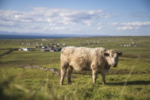 ALEX_NYE_Ireland-028_Landscape_Northern_Cow