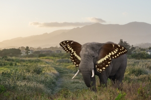 Butterfant